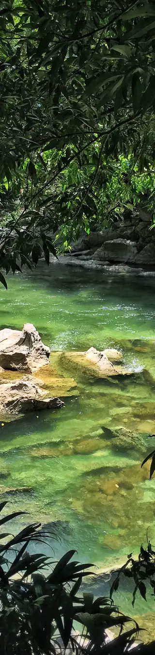 Vielfältige Vegetation im Naturreservat Rio Claro